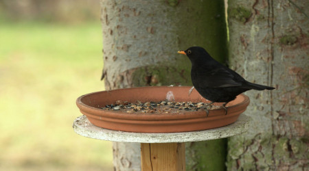 Amsel (Quelle: BWeins)