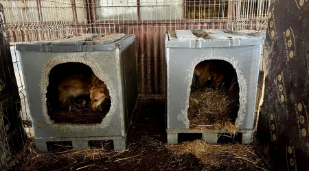 Palettenboxen (Quelle: BWeins)